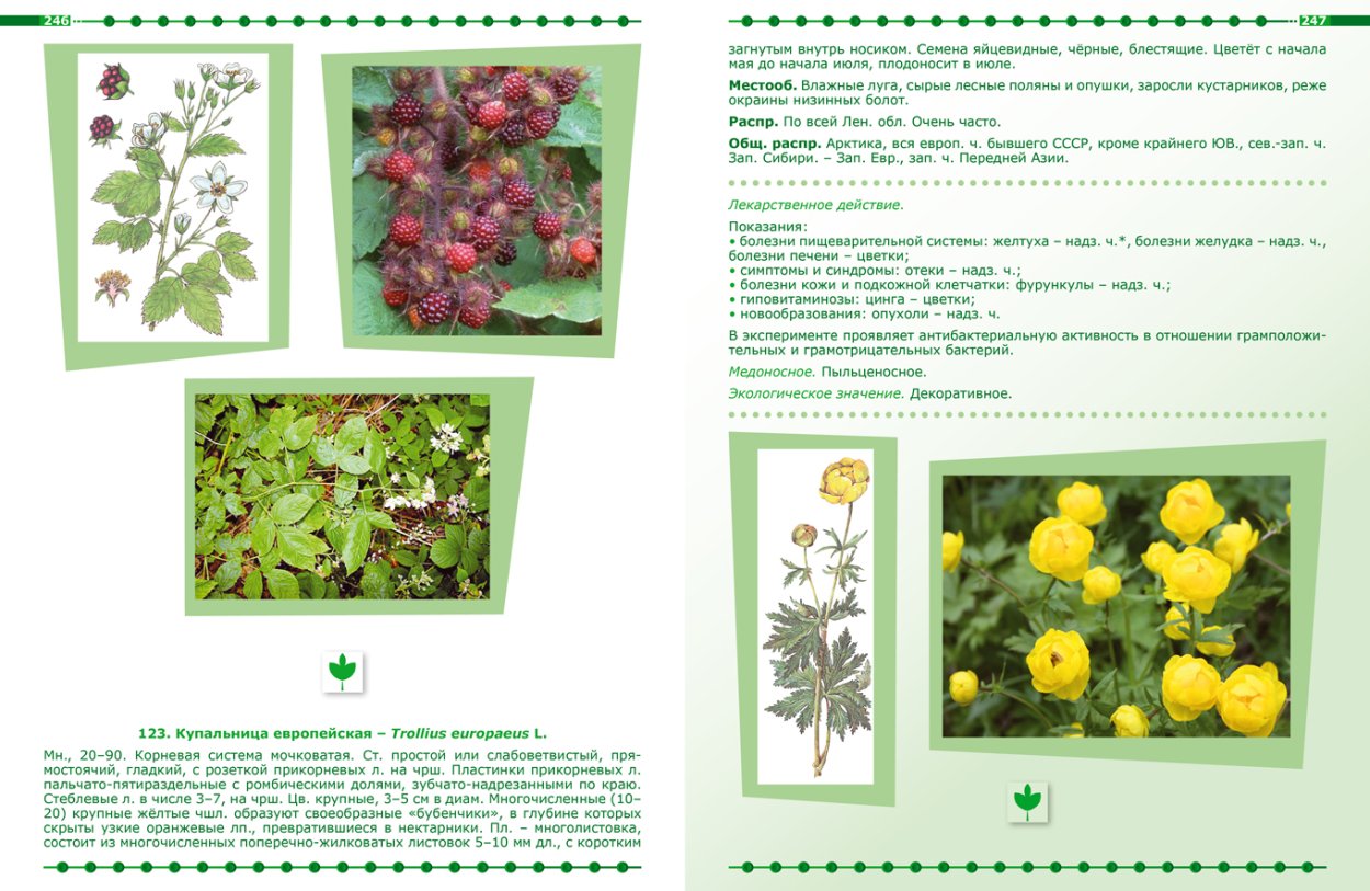 Лекарственные растения болот и заболоченных земель