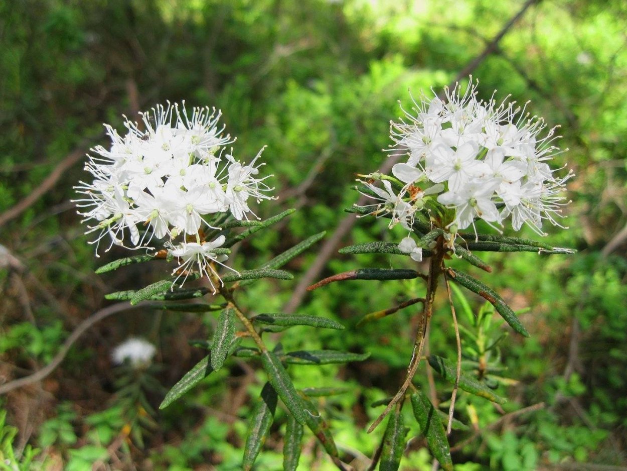 Осока растет на болоте