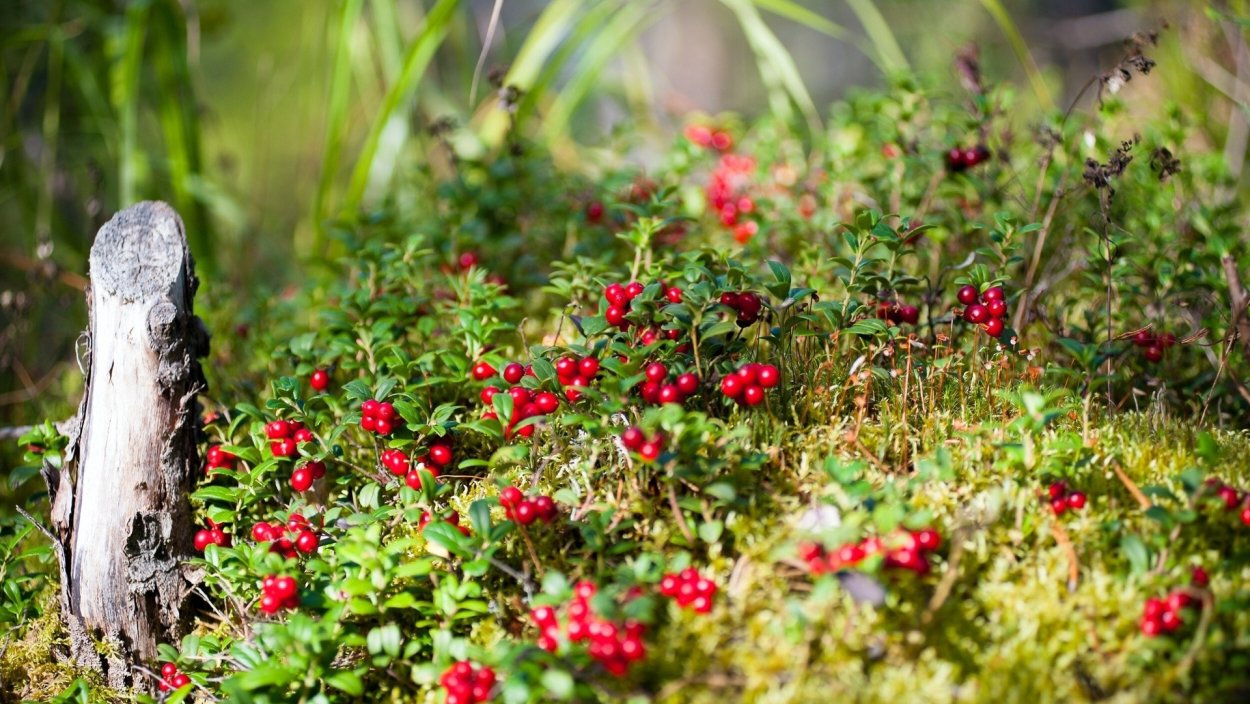 Брусника в лесу Карелия