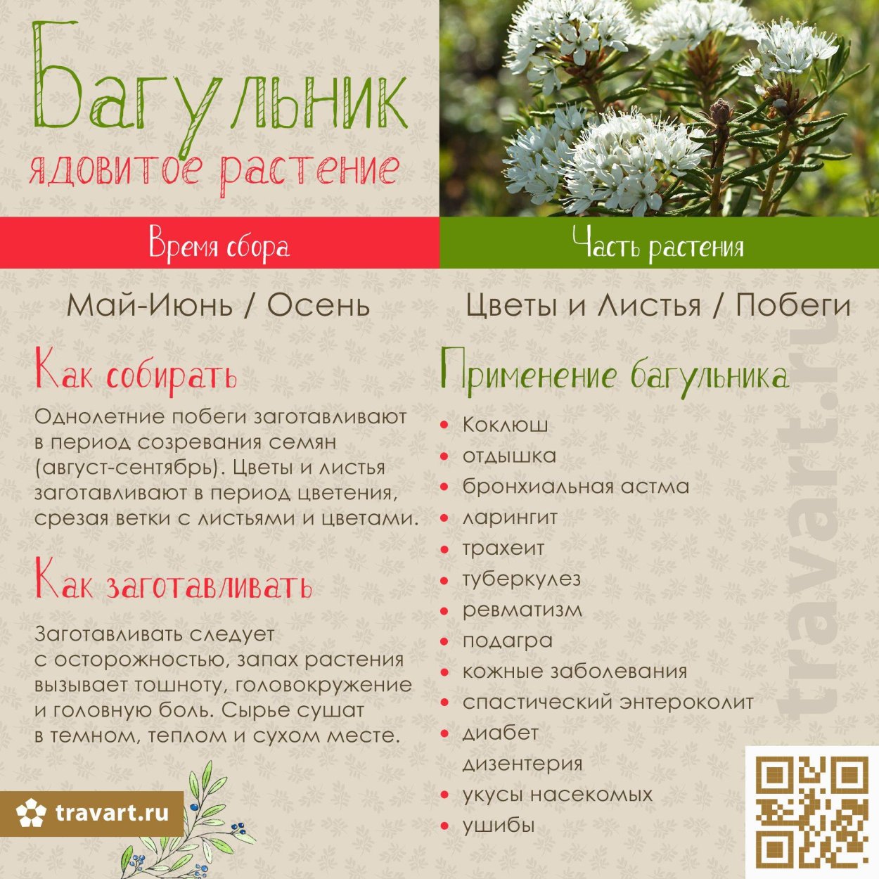 Багульник болотный кустарник