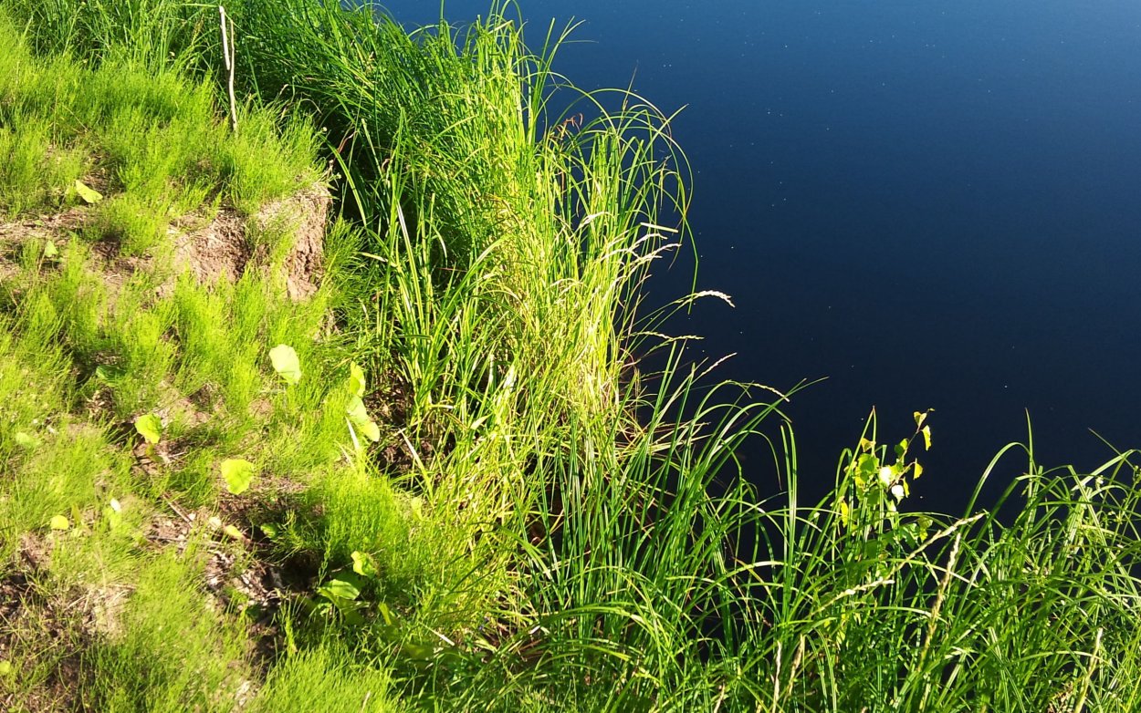 Коларовские водно-болотные угодья
