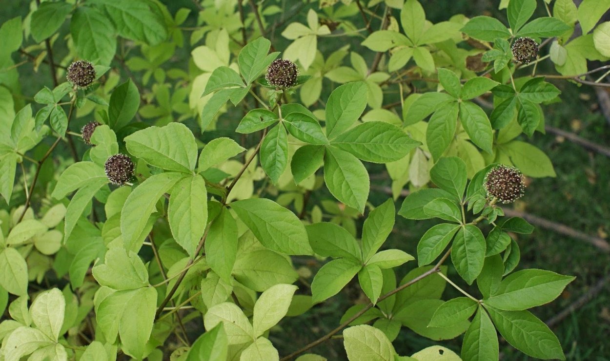 Элеутерококк колючий ГФ