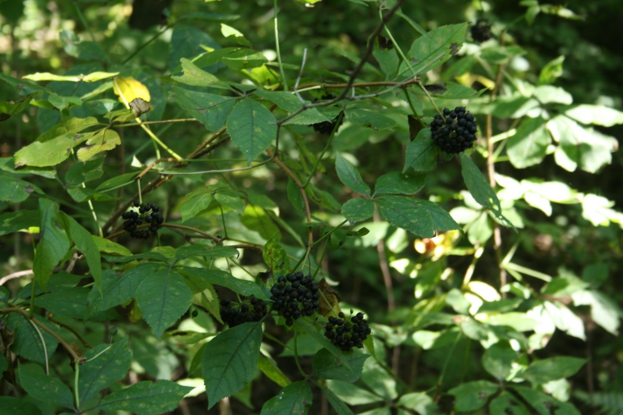 Элеутерококк Дальневосточный