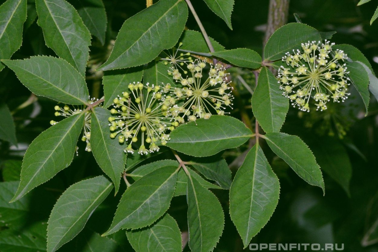 Элеутерококк колючий