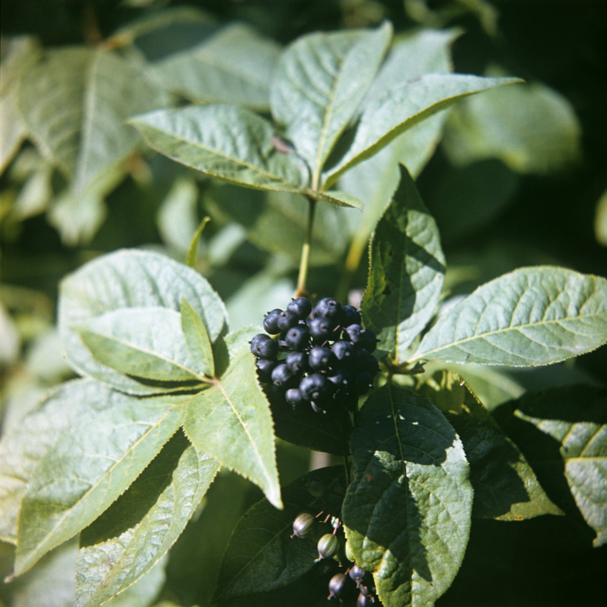 Элеутерококк колючий