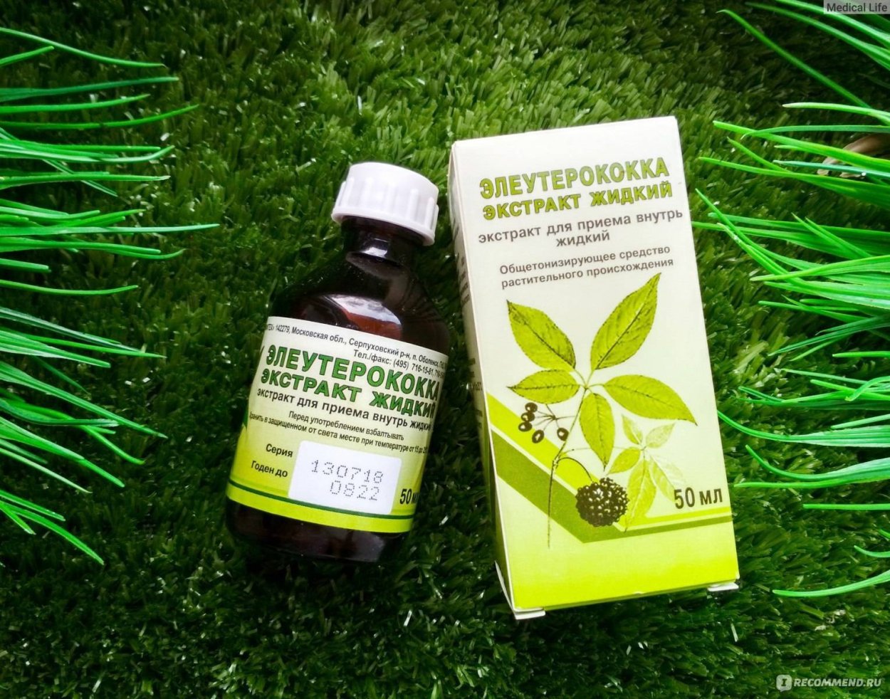 Аралия маньчжурская цветы