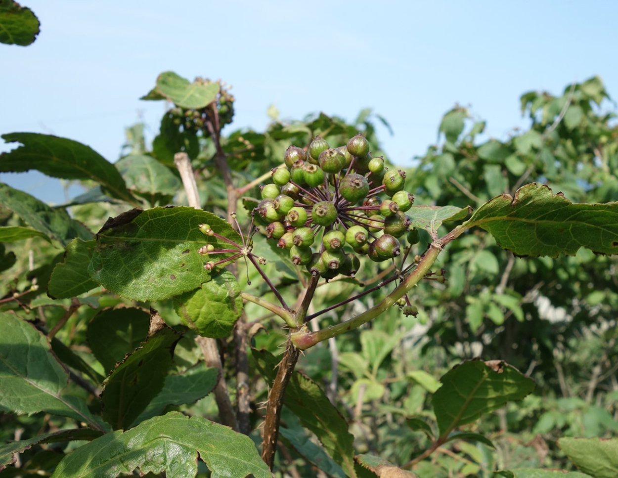 Китайская фатсия