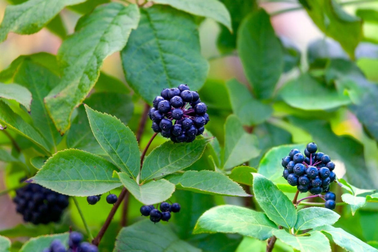 Элеутерококк растение