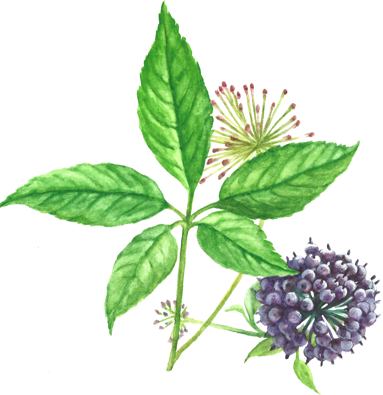 Аралия Кортес