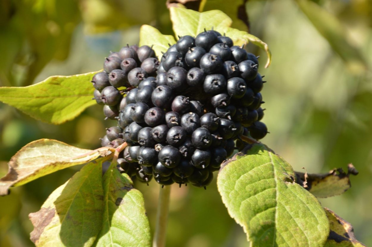 Элеутерококк колючий