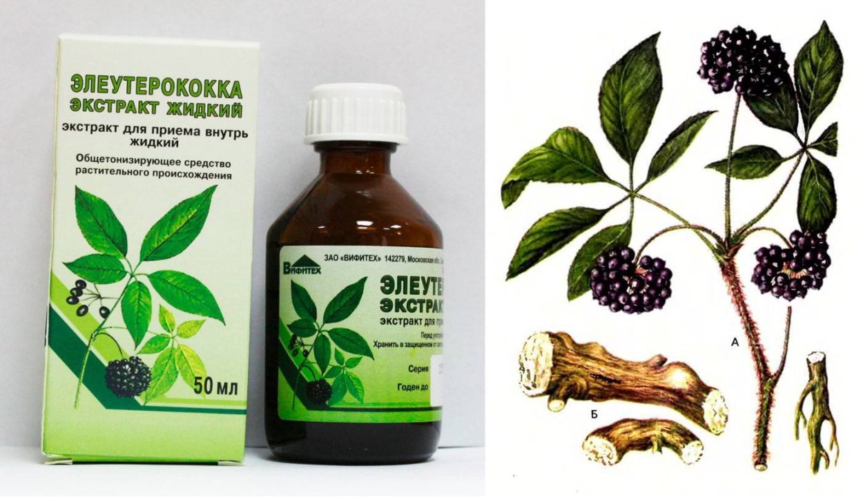 Элеутерококк колючий экстракт