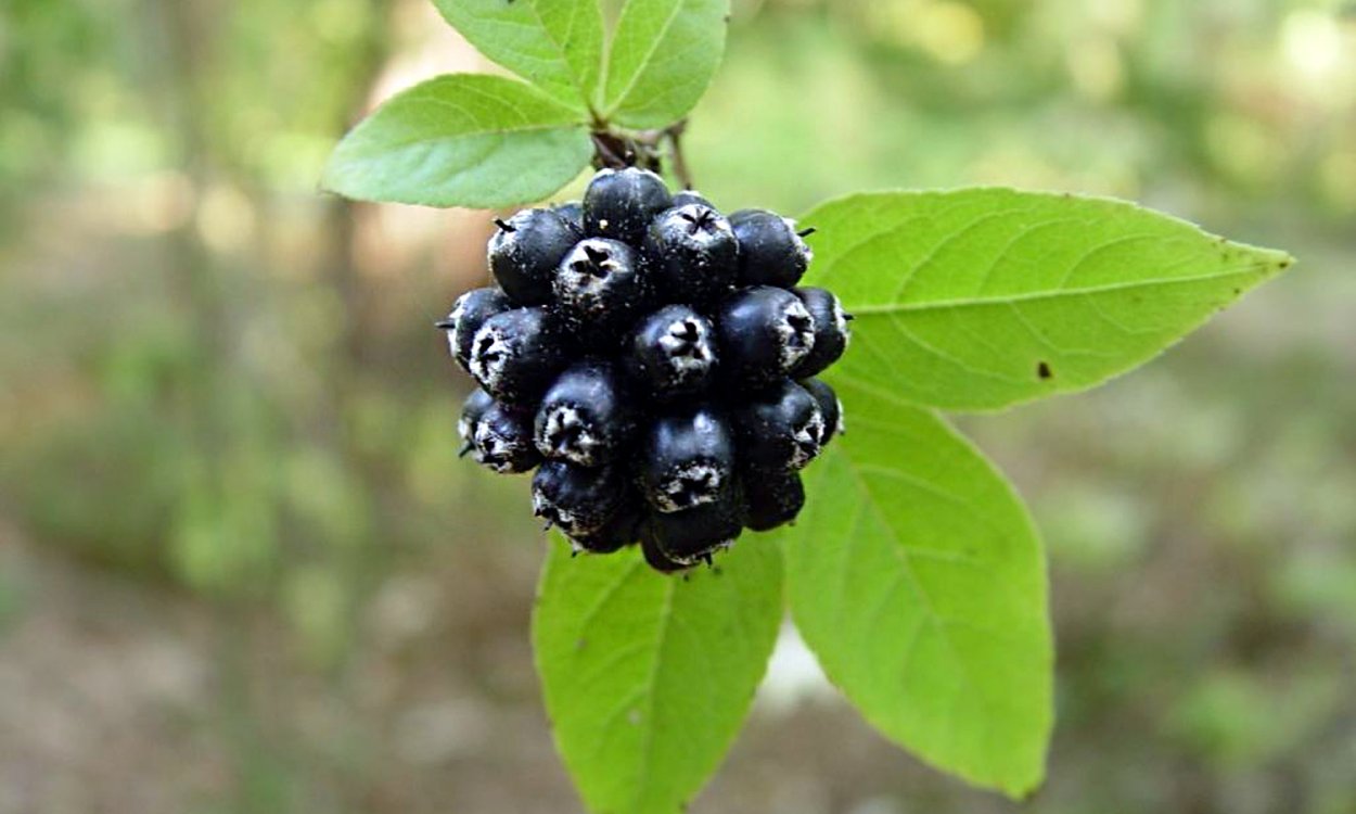 Аралия маньчжурская настойка аптека