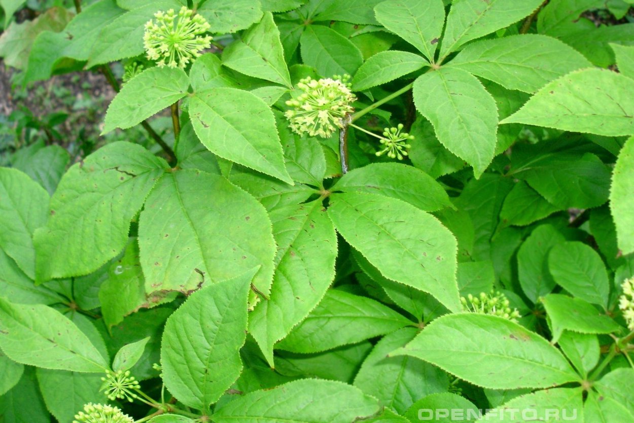 Женьшень элеутерококк