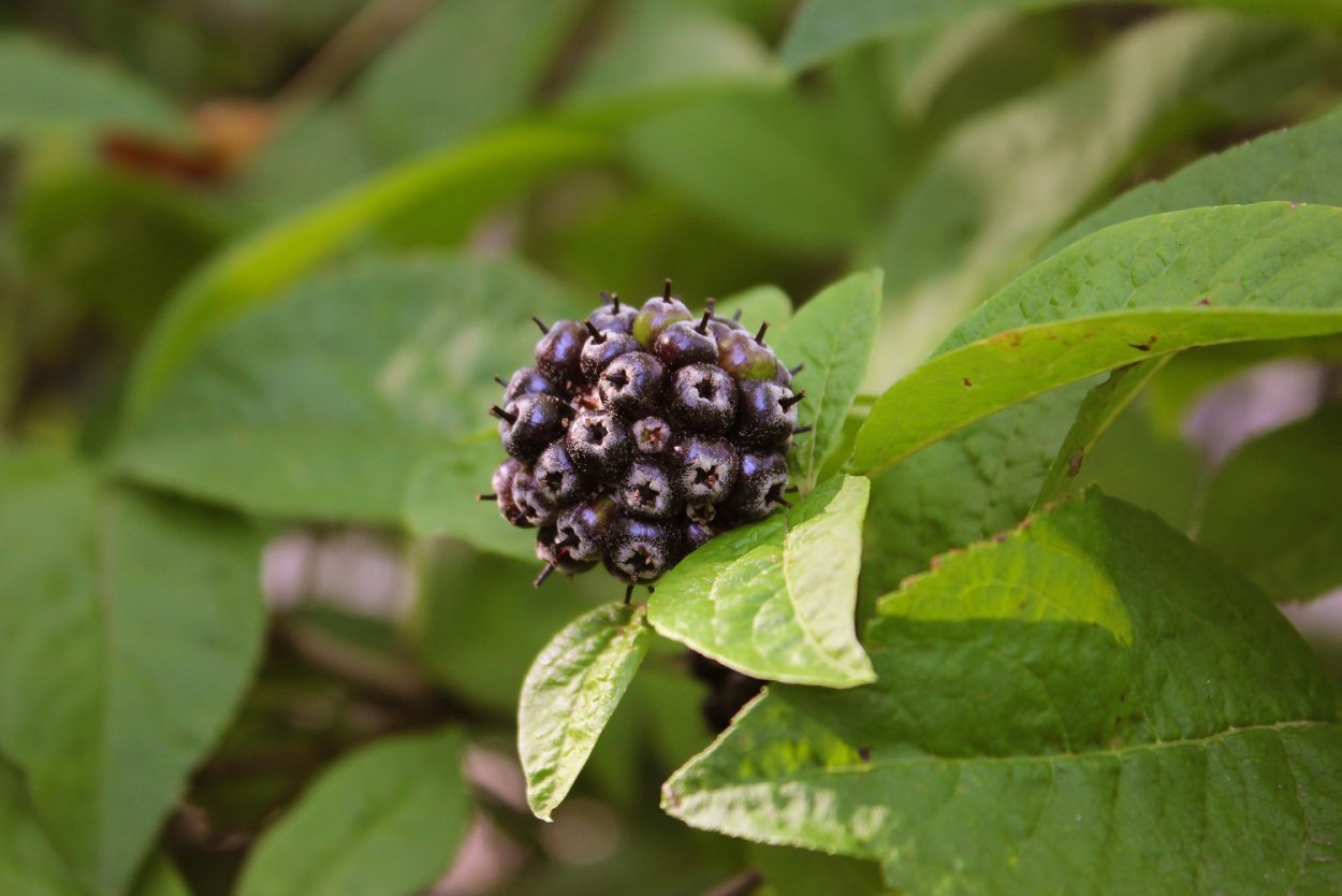 Элеутерококк Дальневосточный