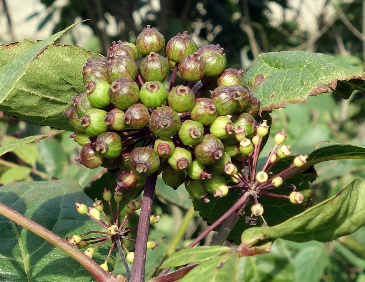 Элеутерококк экстракт фл 50мл