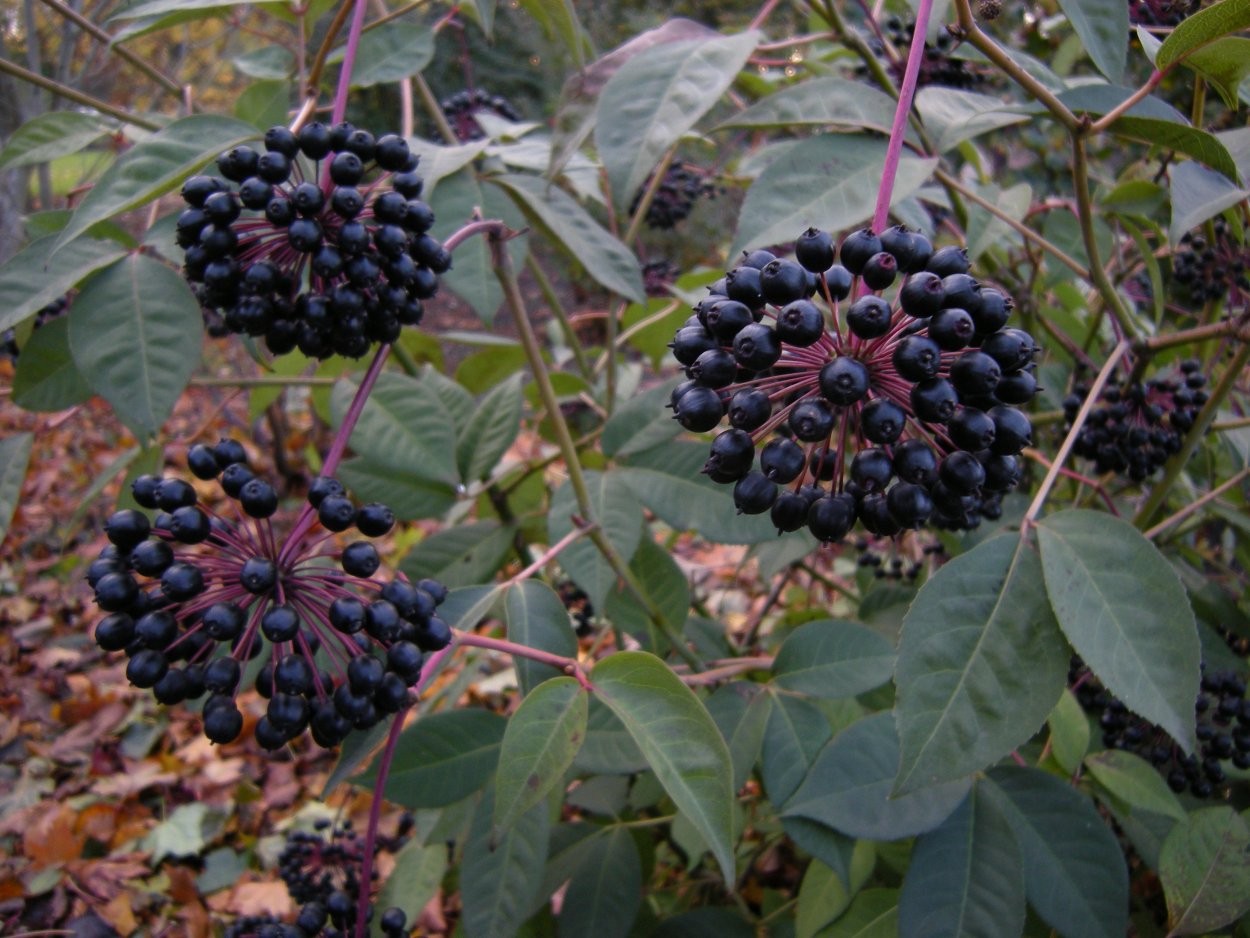 Элеутерококк ягоды