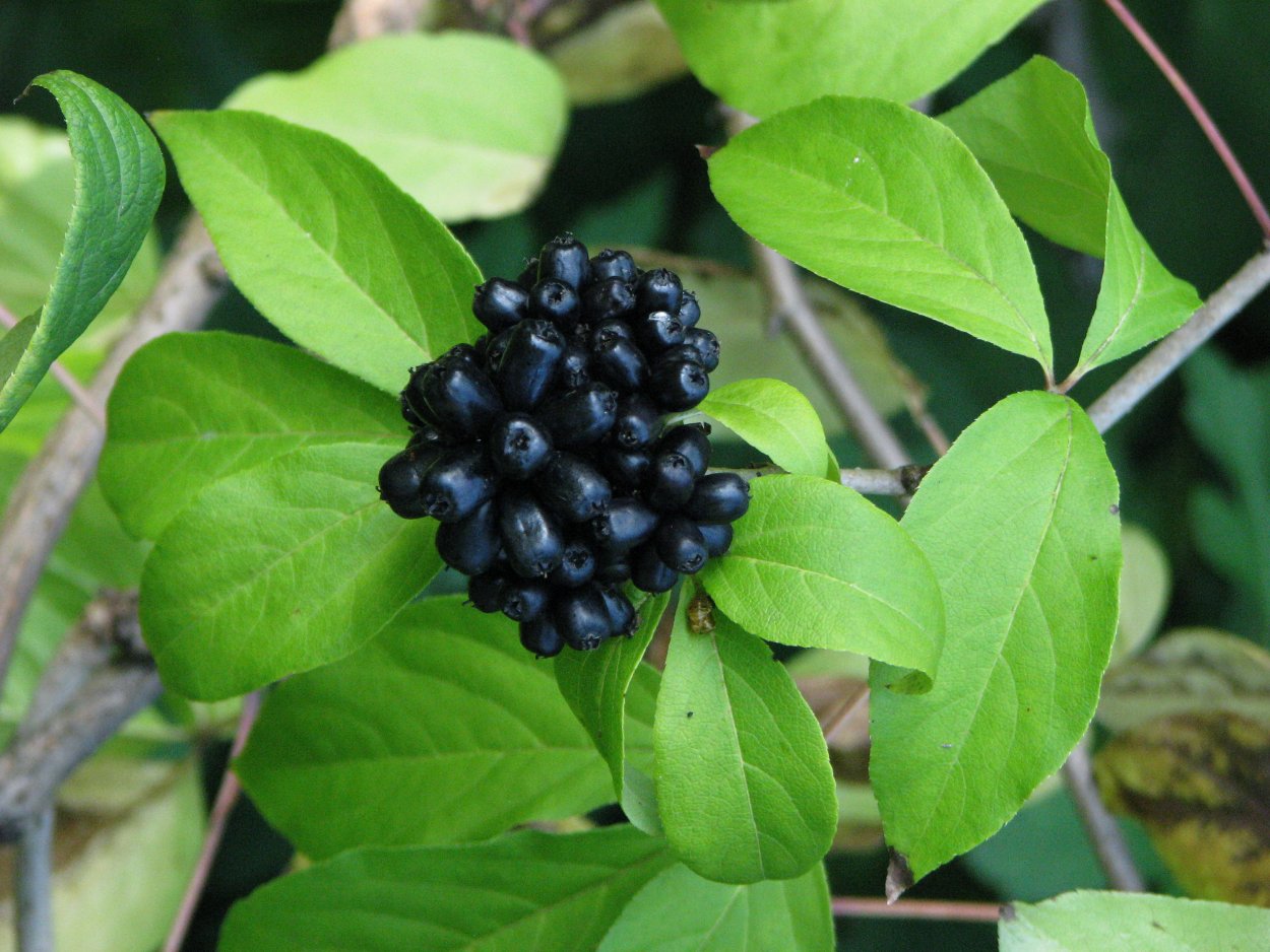 Элеутерококк цветет