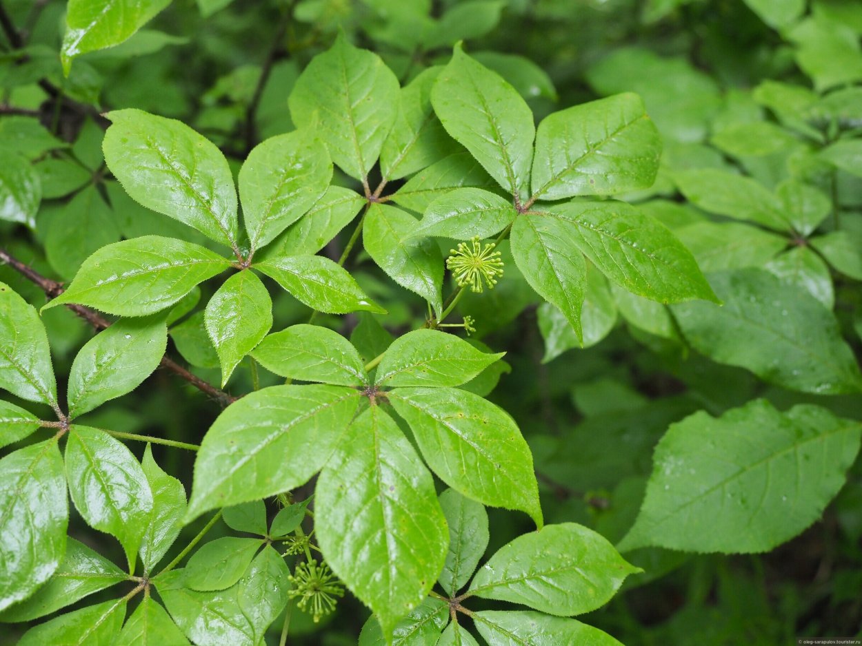 Элеутерококк Зибольда