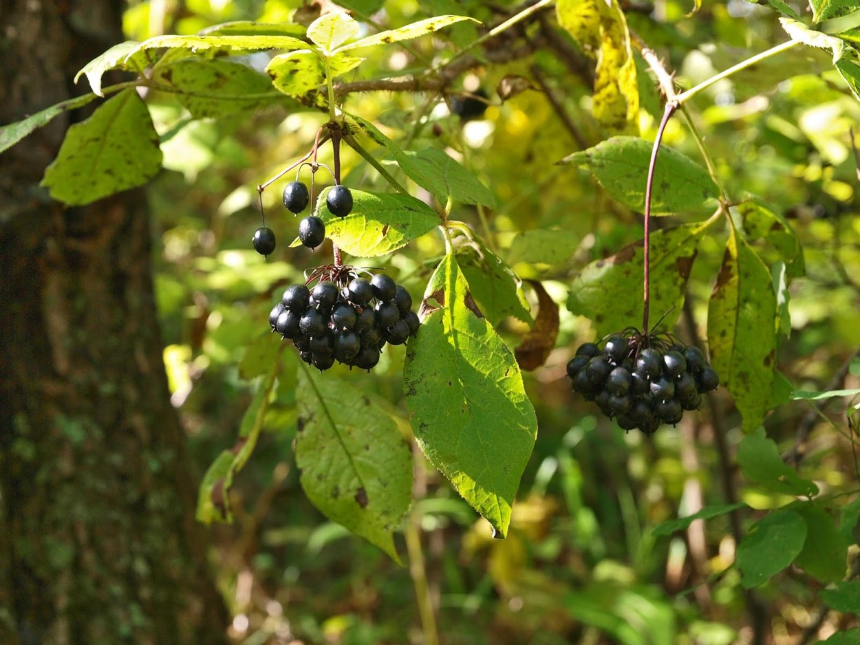 Элеутерококк Фармакогнозия