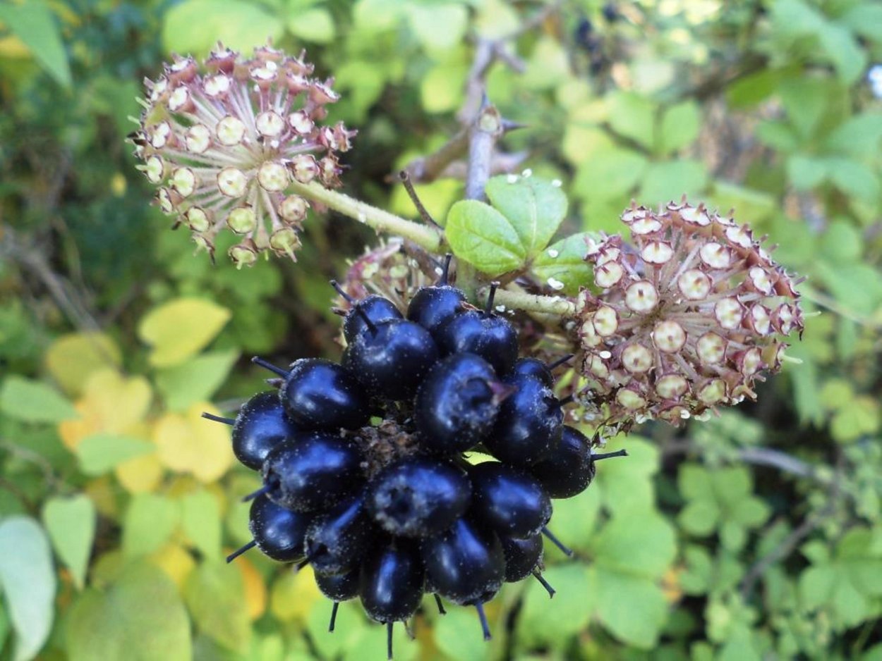 Элеутерококк Дальневосточный