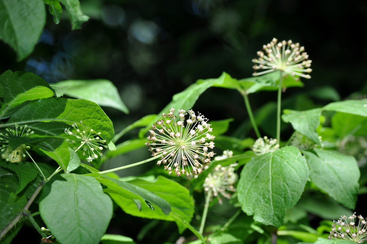 Элеутерококк Дальневосточный