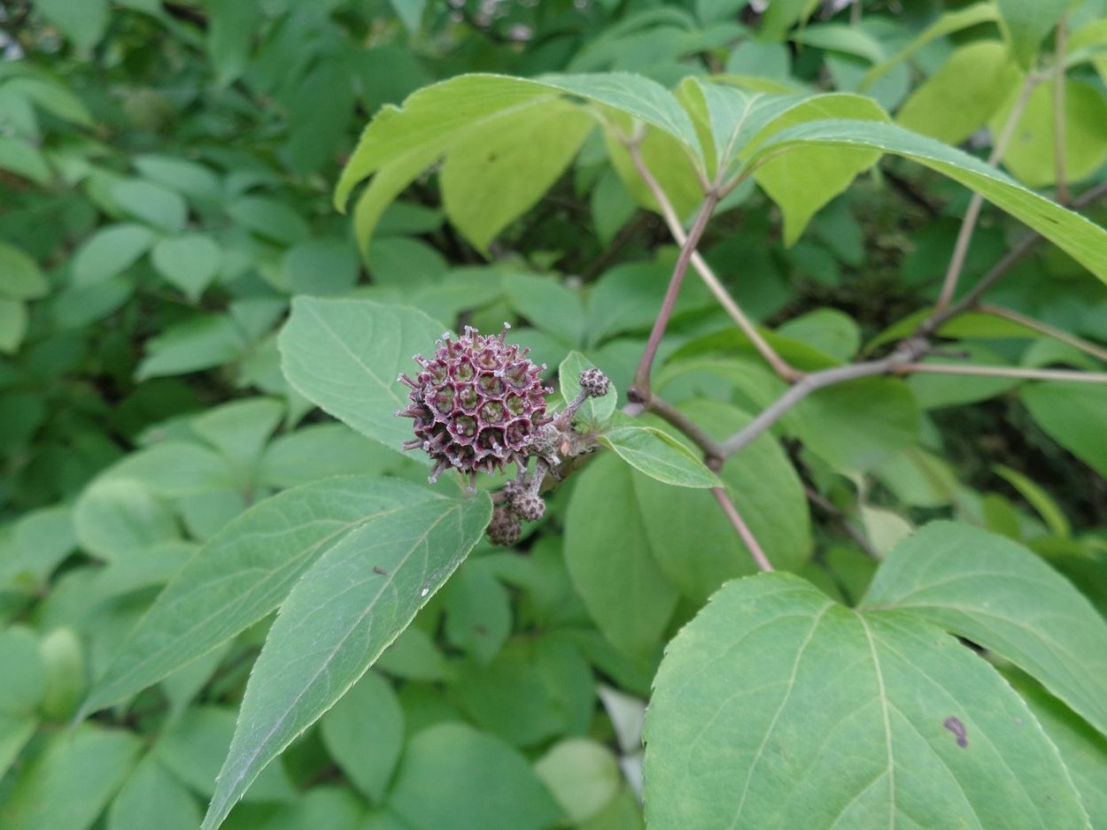 Плоды элеутерококка полезные для организма человека