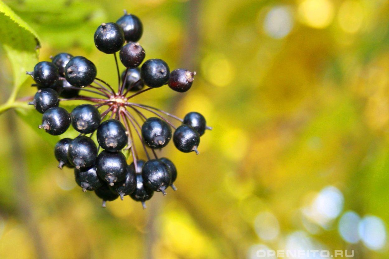 Экстракт элеутерококка показания