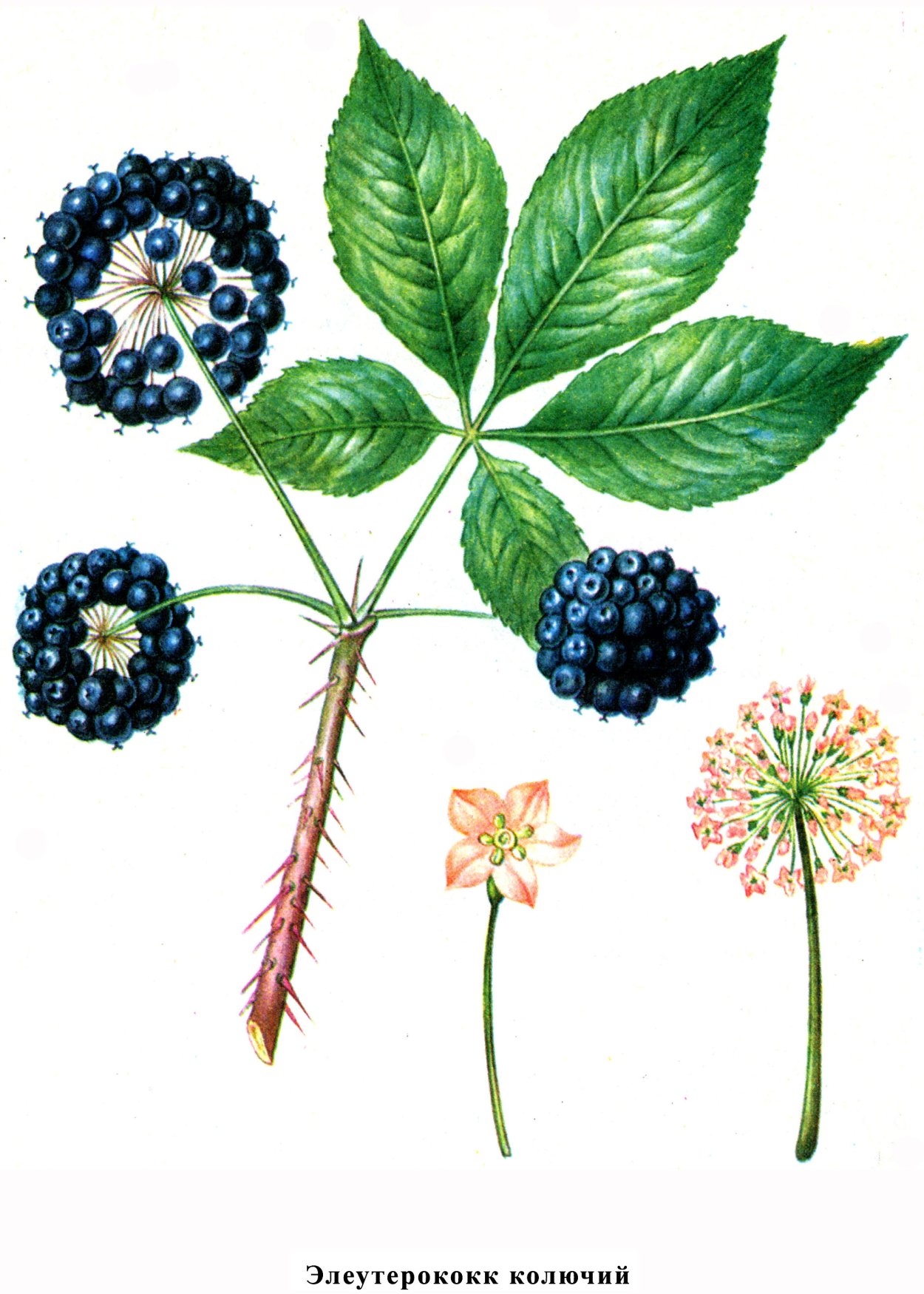 Элеутерококк колючий Фармакогнозия