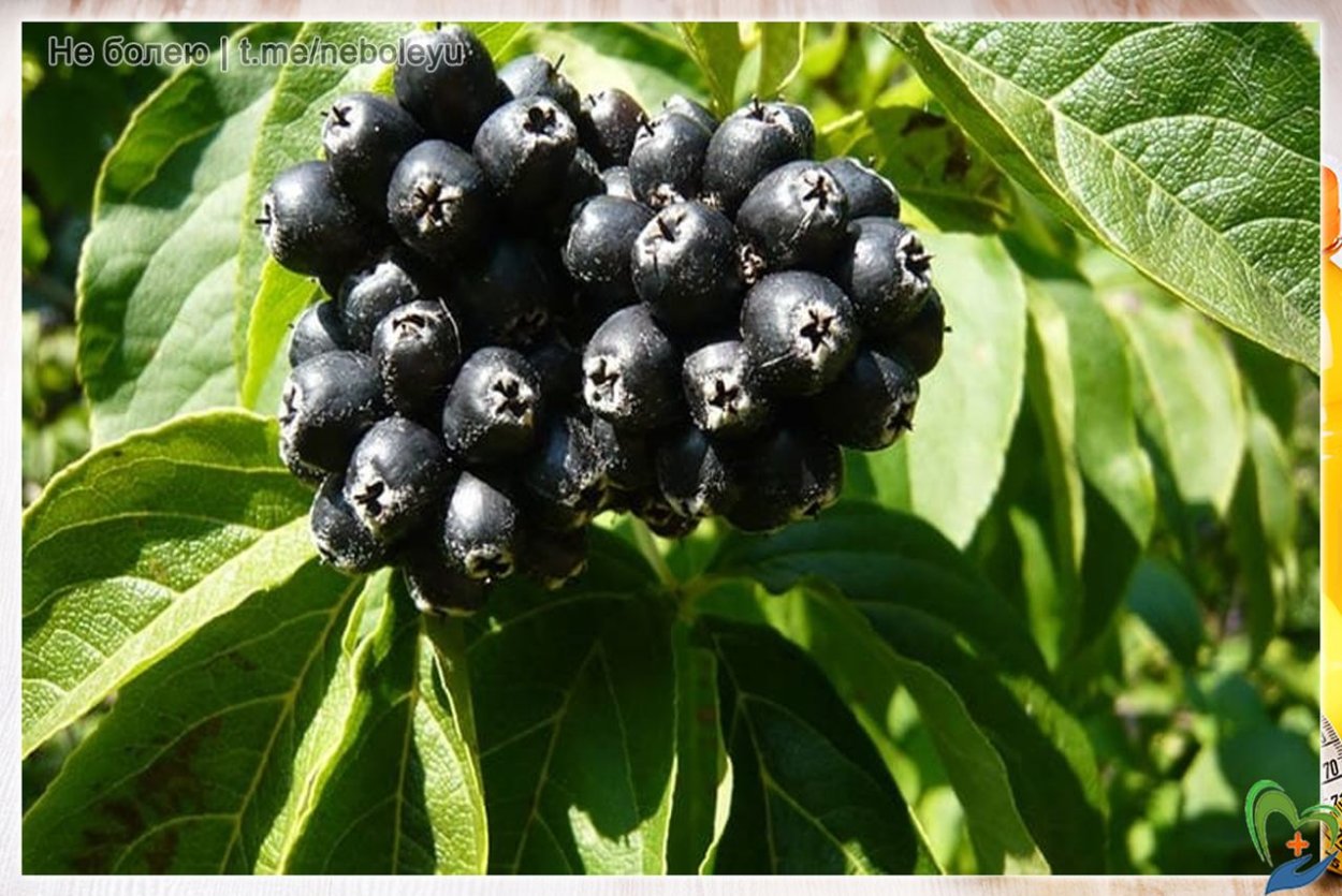 Элеутерококк настойка 50мл