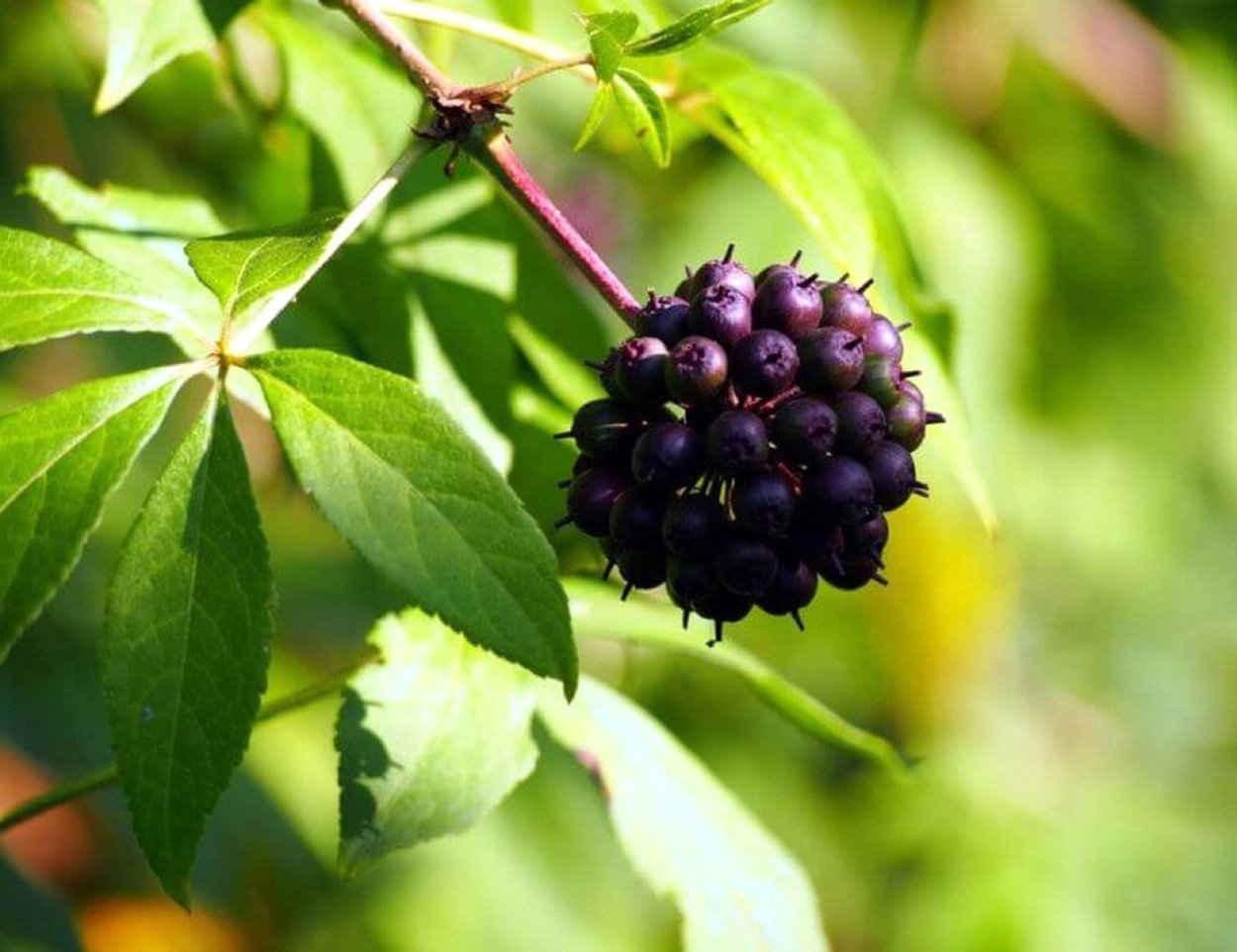 Элеутерококк куст