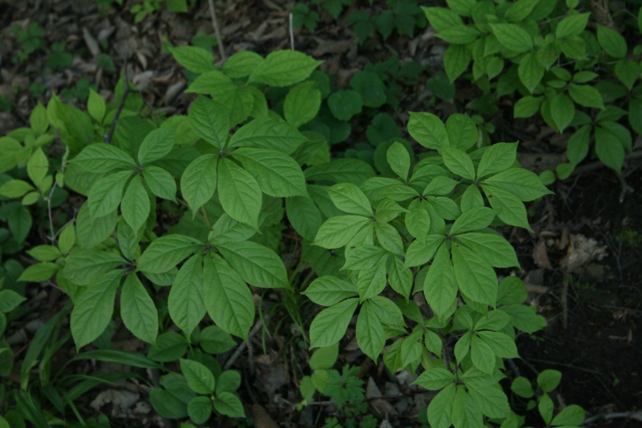 Элеутерококк колючий соцветие