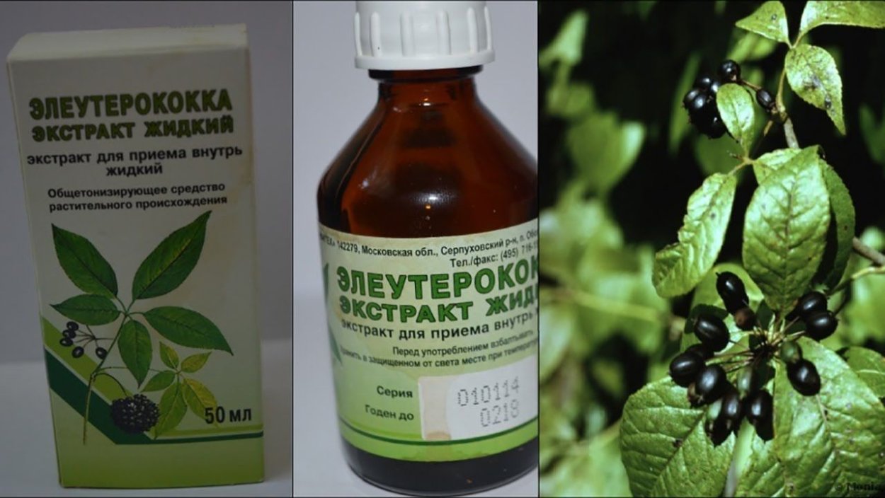 Элеутерококк колючий