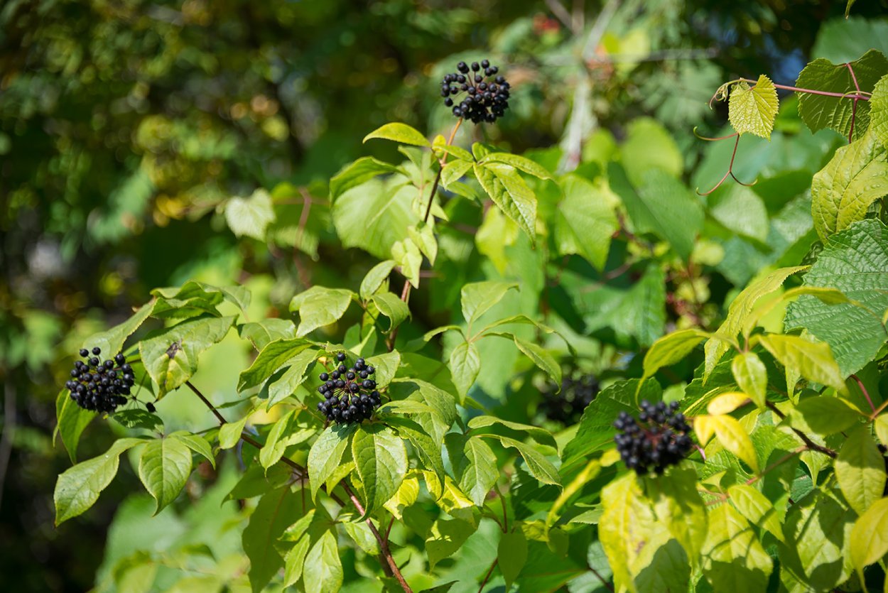 Элеутерококк колючий