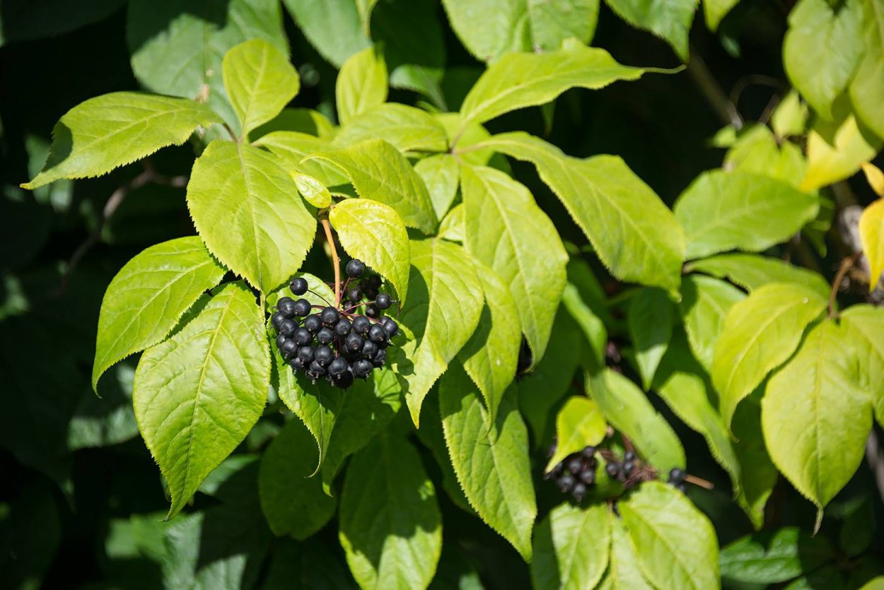 Элеутерококка экстракт жидкий 50 мл