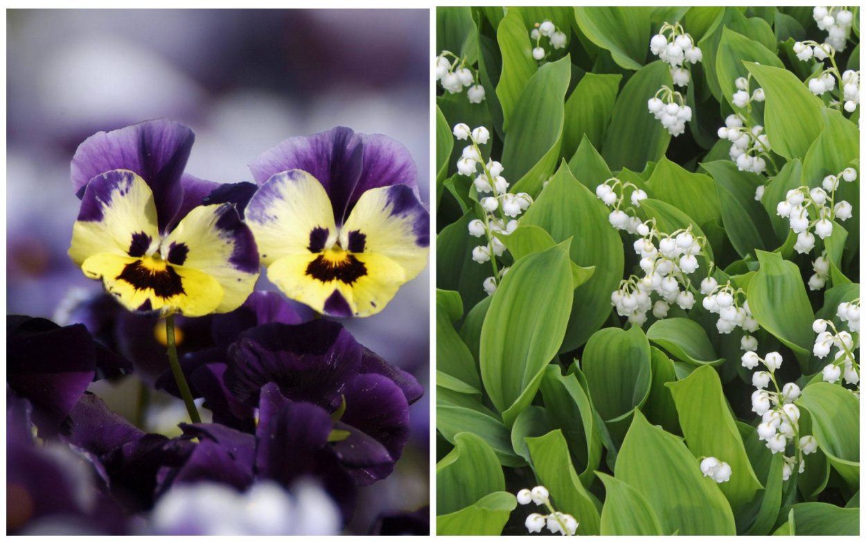 Рододендрон в миксбордере