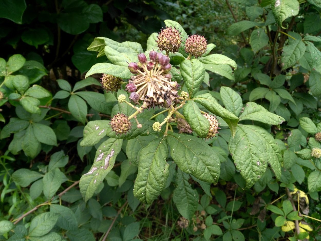 Элеутерококк Фармакогнозия