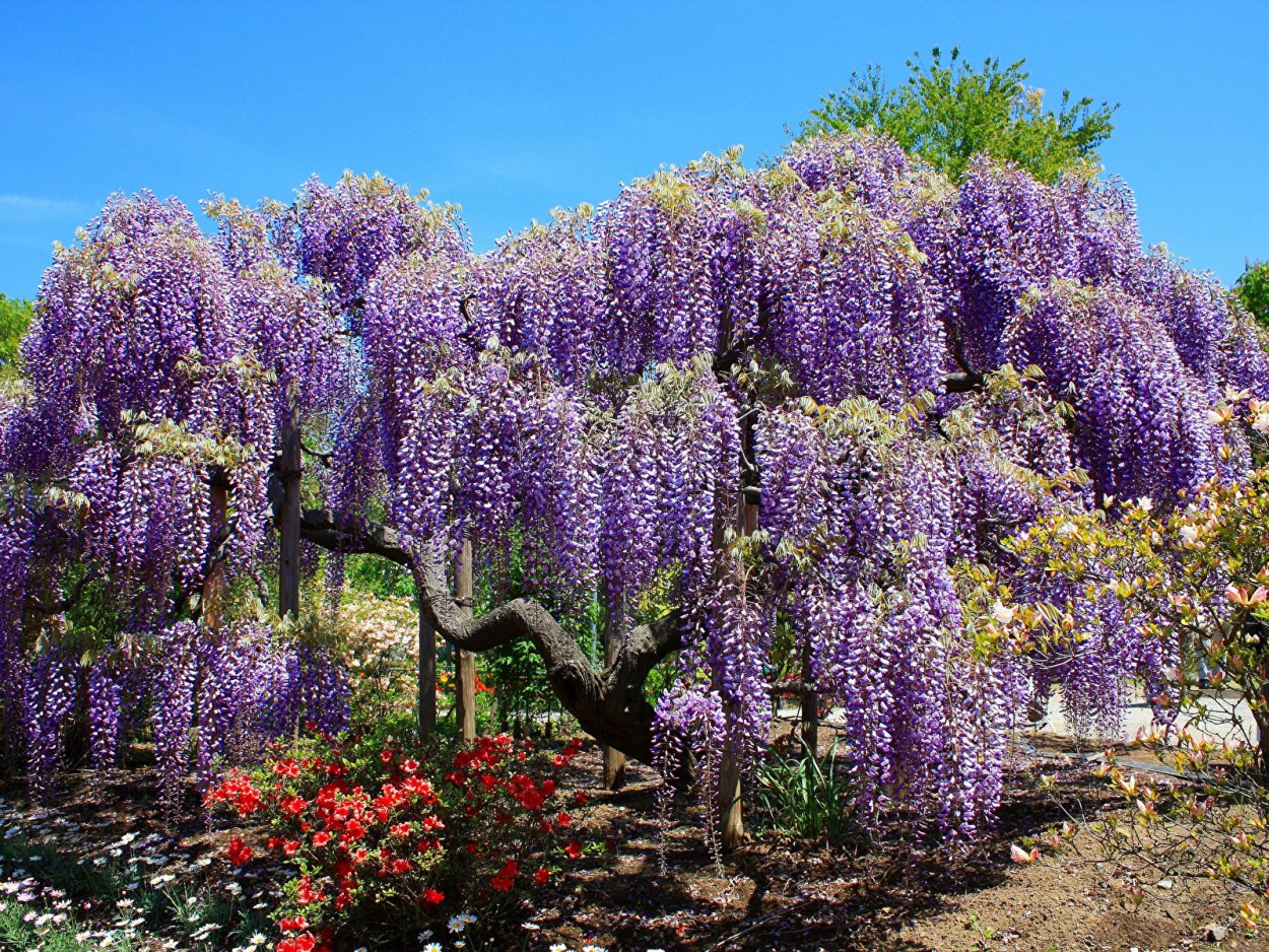 Поздноцветущие многолетники