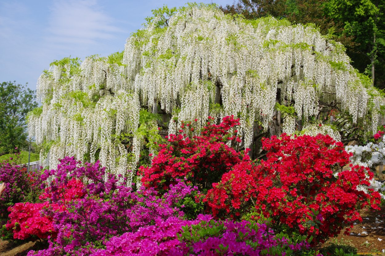 Сирень ниваки
