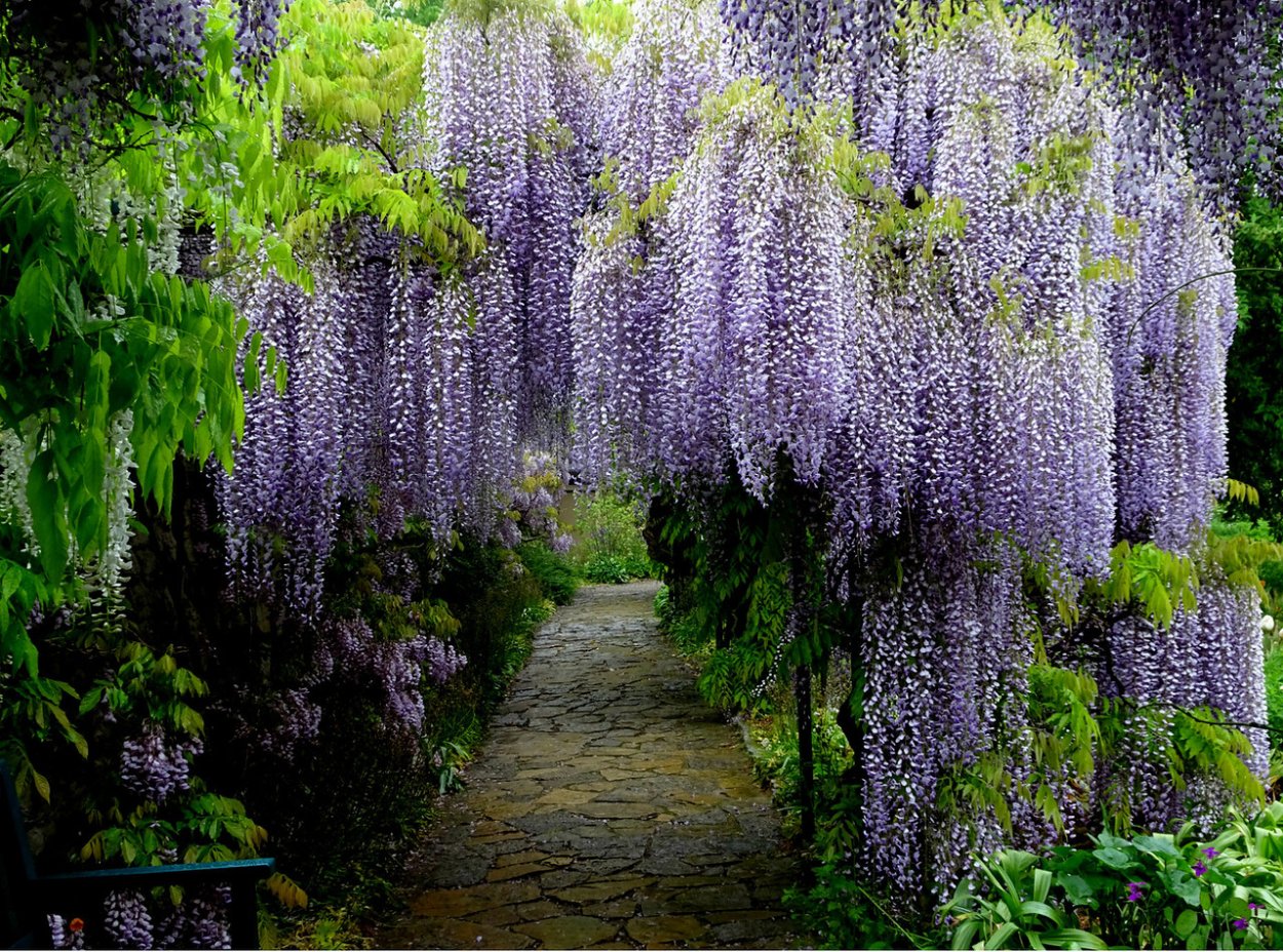 Декоративные кустарники рододендрон