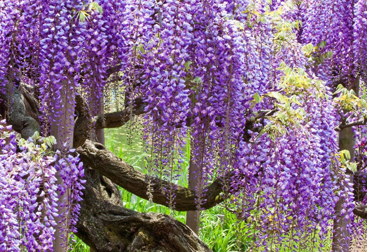 Штамбовая гортензия метельчатая