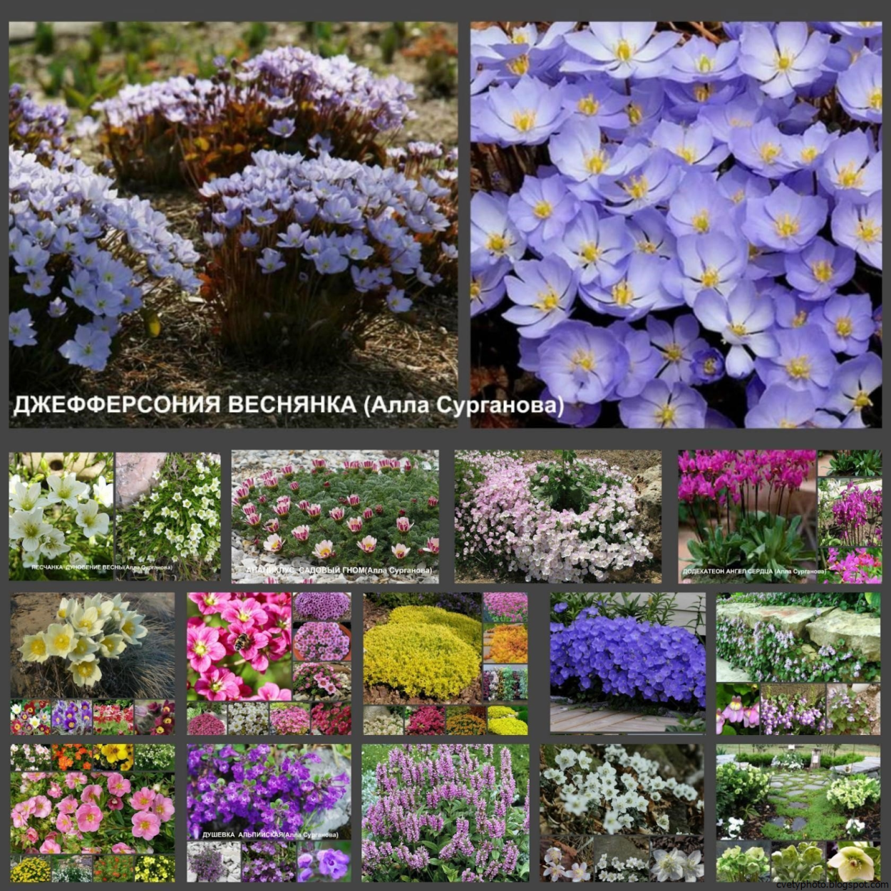 Кортадерия Селло Пинк