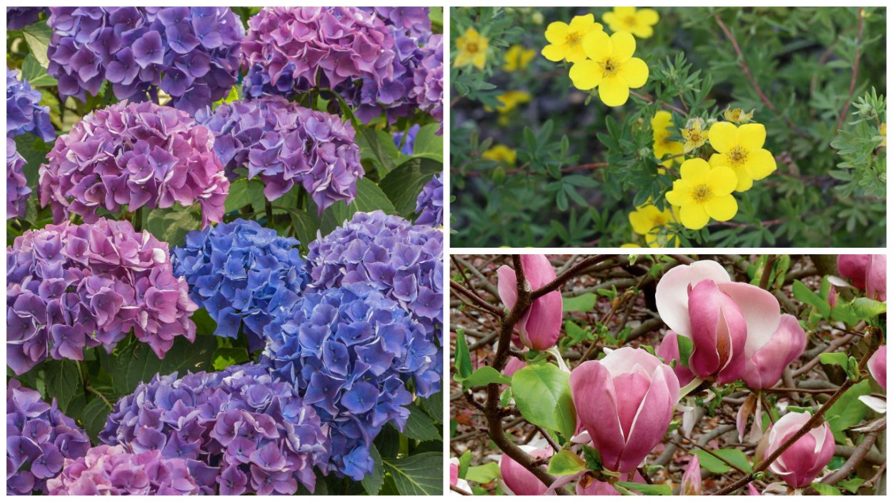 Рододендрон спирея