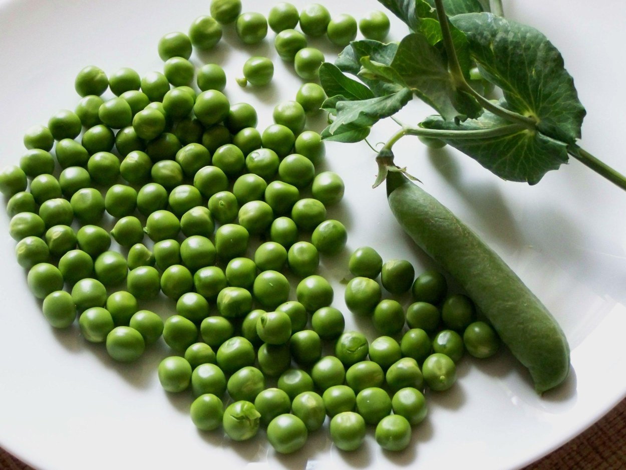 Калина зеленый горошек (Солид)