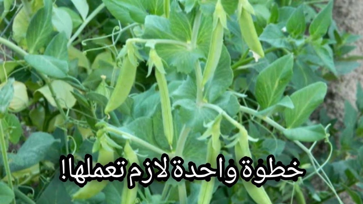 Горошек стручок