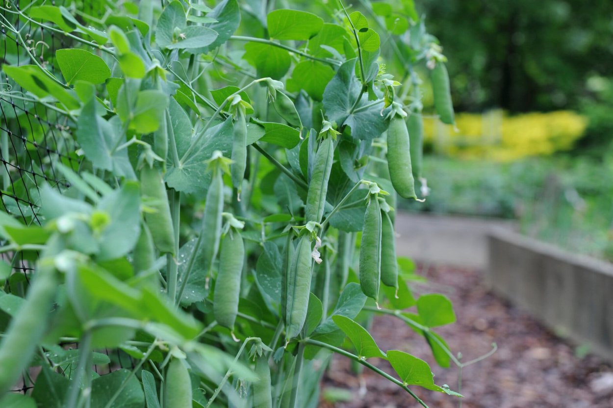 Веточка гороха