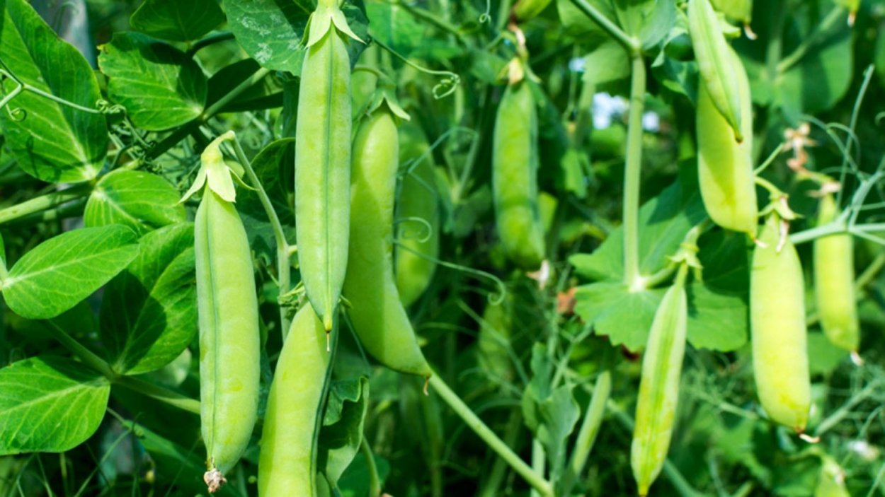 Горох для детей