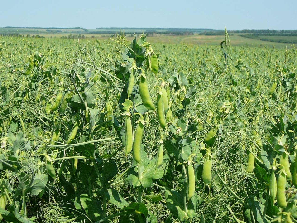 Зеленый горох