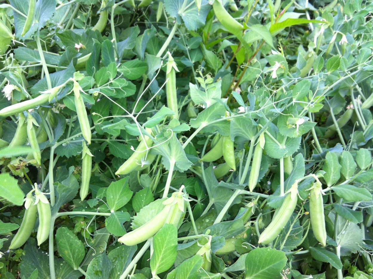 Горох растение на белом фоне