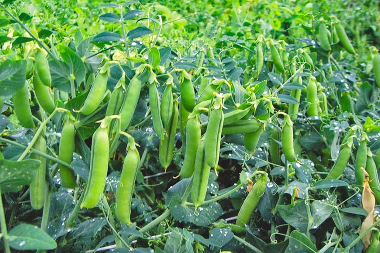 Фантастические растения