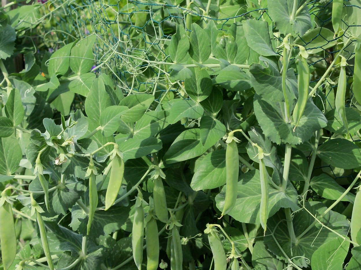 Зелёный горошек свежий